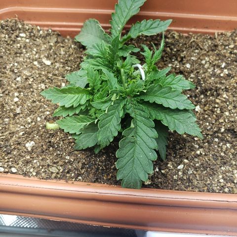 Moby-D XXL Auto growlog timeline photo