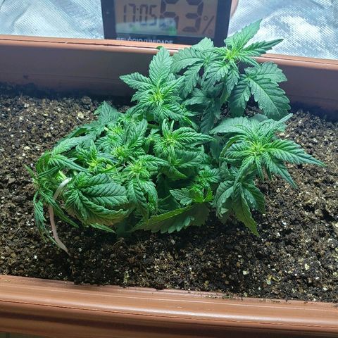 Moby-D XXL Auto growlog photo: Pré e pós LST e desfoliação