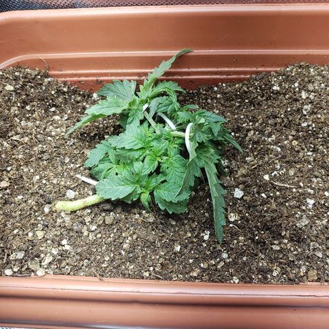 Moby-D XXL Auto growlog photo: Pós Desfolhamento