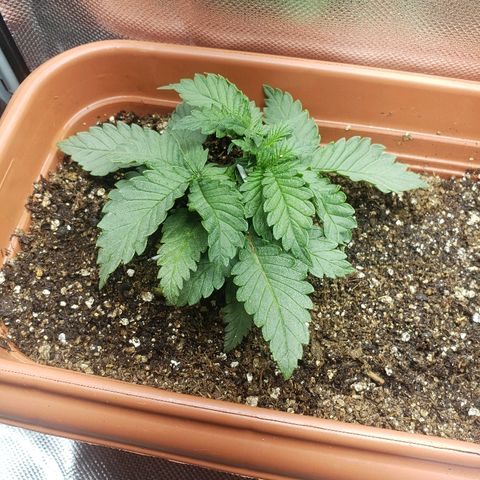 Moby-D XXL Auto growlog timeline photo