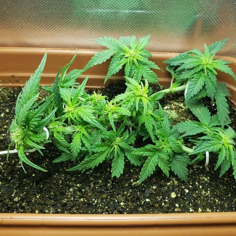 Moby-D XXL Auto growlog photo: Pós desfolhamento e LST