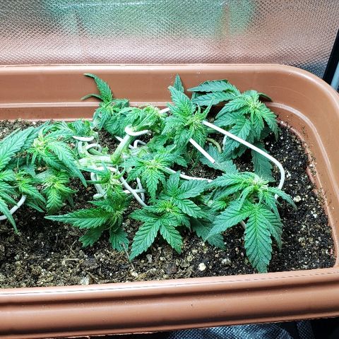 Moby-D XXL Auto growlog photo: LST mais ousado 