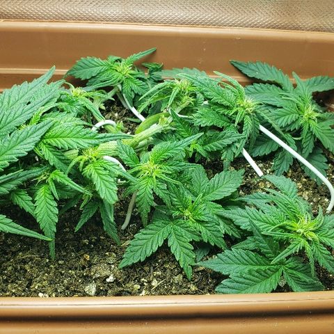 Moby-D XXL Auto growlog timeline photo