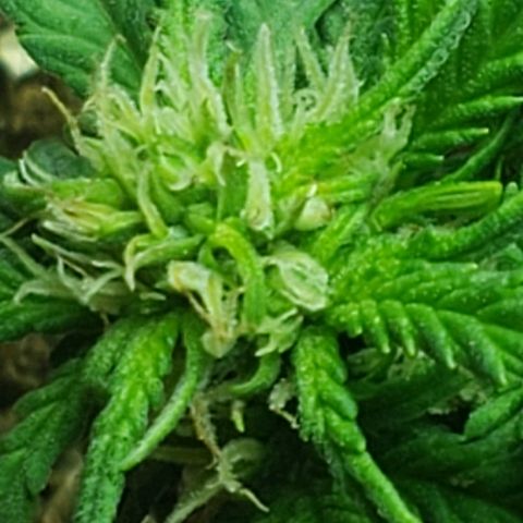 Moby-D XXL Auto growlog timeline photo