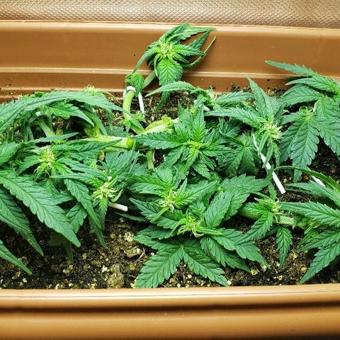 Moby-D XXL Auto growlog timeline photo