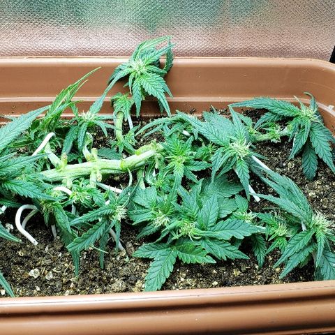 Moby-D XXL Auto growlog timeline photo