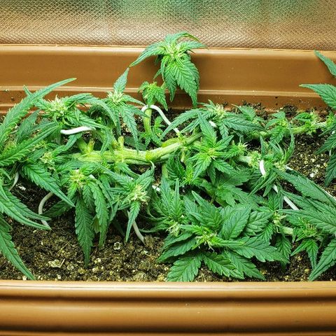 Moby-D XXL Auto growlog timeline photo