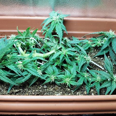 Moby-D XXL Auto growlog timeline photo