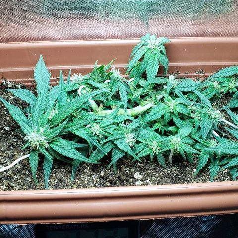 Moby-D XXL Auto growlog timeline photo