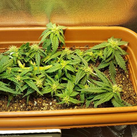 Moby-D XXL Auto growlog timeline photo