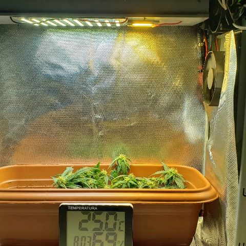 Moby-D XXL Auto growlog timeline photo