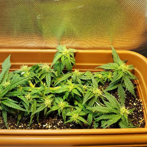 Moby-D XXL Auto growlog timeline photo