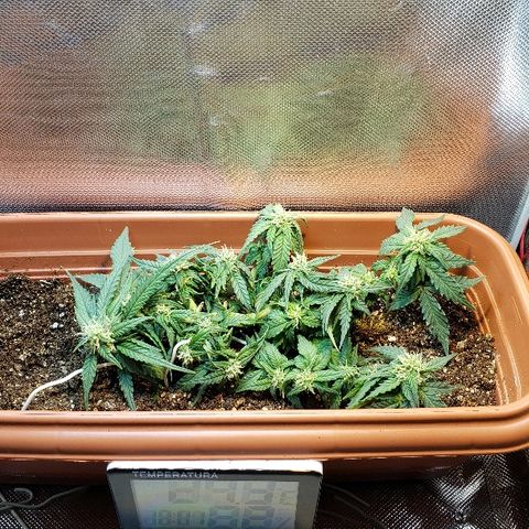Moby-D XXL Auto growlog timeline photo