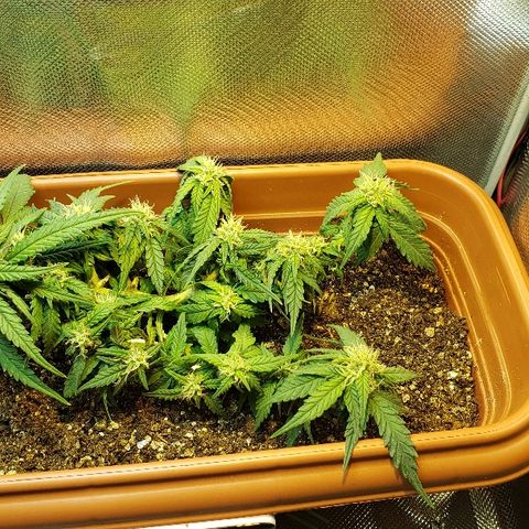 Moby-D XXL Auto growlog timeline photo