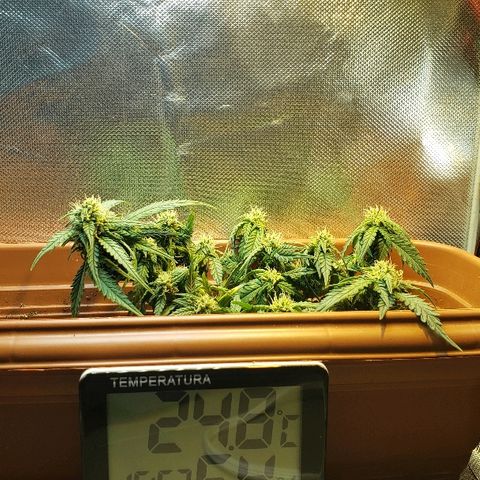 Moby-D XXL Auto growlog timeline photo