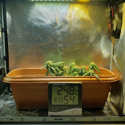 Moby-D XXL Auto growlog timeline photo