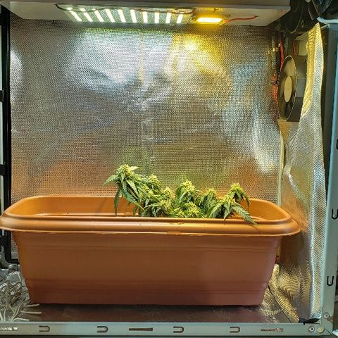 Moby-D XXL Auto growlog timeline photo