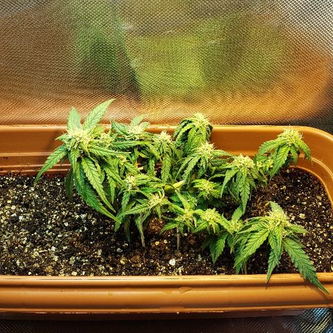 Moby-D XXL Auto growlog timeline photo