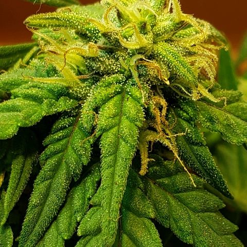Moby-D XXL Auto growlog timeline photo