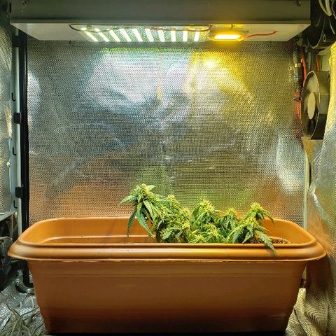 Moby-D XXL Auto growlog timeline photo