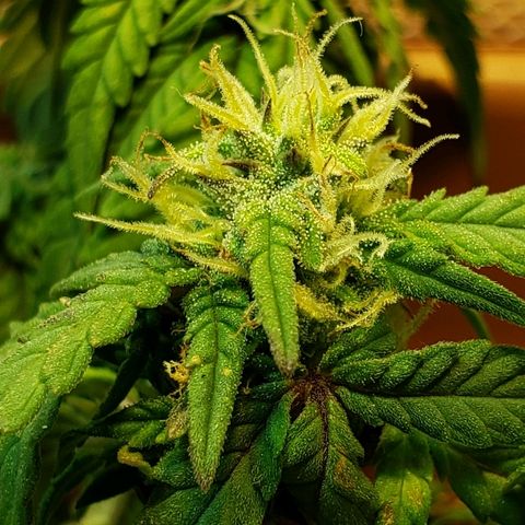 Moby-D XXL Auto growlog timeline photo