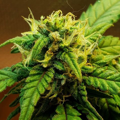 Moby-D XXL Auto growlog timeline photo
