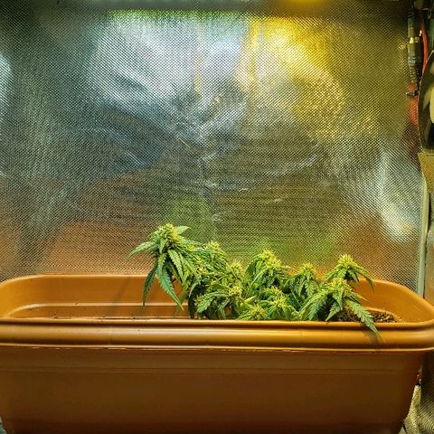 Moby-D XXL Auto growlog timeline photo