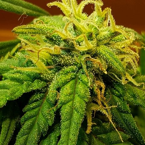 Moby-D XXL Auto growlog timeline photo