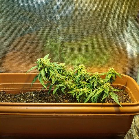 Moby-D XXL Auto growlog timeline photo