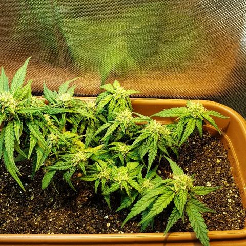 Moby-D XXL Auto growlog timeline photo