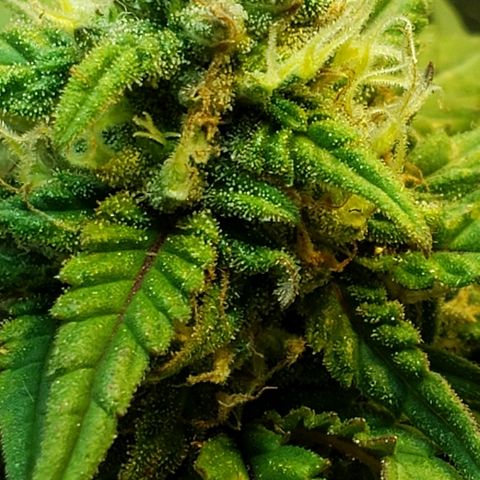 Moby-D XXL Auto growlog timeline photo