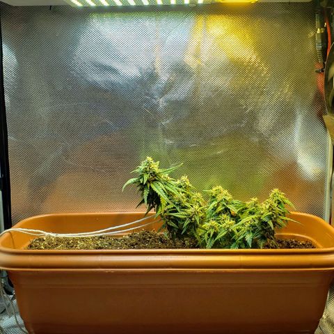 Moby-D XXL Auto growlog timeline photo