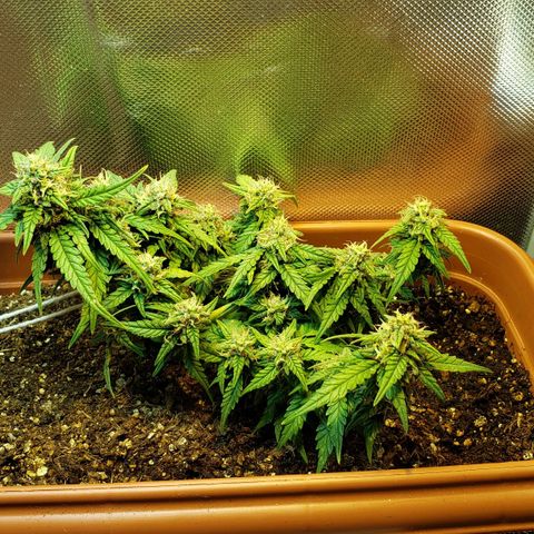 Moby-D XXL Auto growlog timeline photo