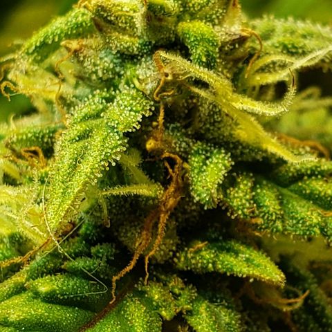 Moby-D XXL Auto growlog timeline photo