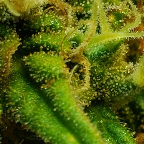 Moby-D XXL Auto growlog timeline photo