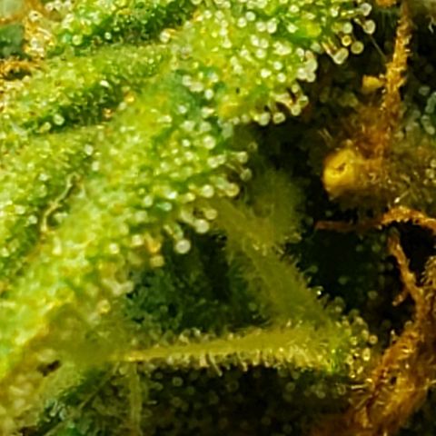 Moby-D XXL Auto growlog timeline photo