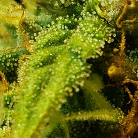 Moby-D XXL Auto growlog timeline photo