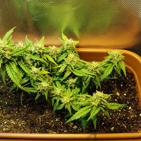 Moby-D XXL Auto growlog timeline photo