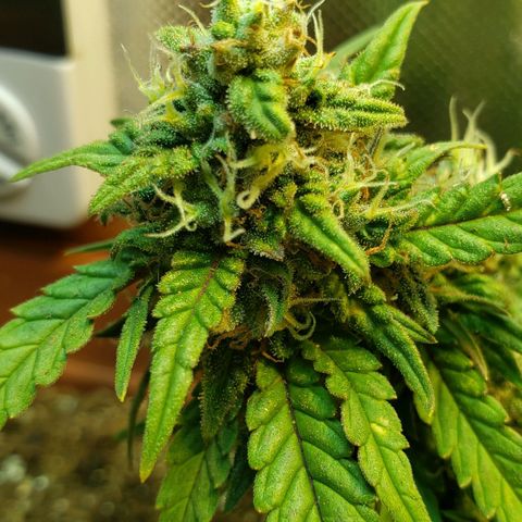 Moby-D XXL Auto growlog timeline photo