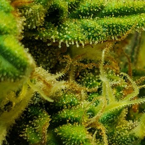 Moby-D XXL Auto growlog timeline photo