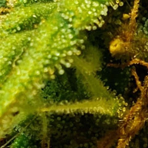 Moby-D XXL Auto growlog timeline photo