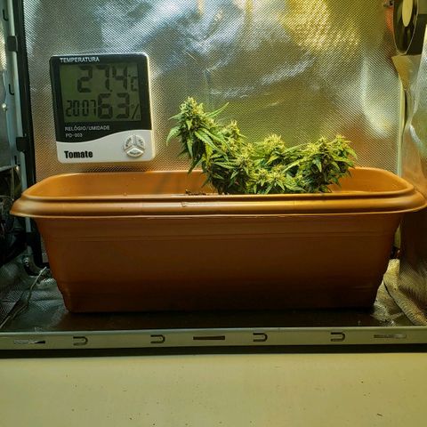Moby-D XXL Auto growlog timeline photo