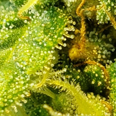 Moby-D XXL Auto growlog timeline photo