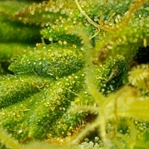 Moby-D XXL Auto growlog timeline photo