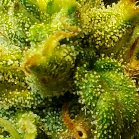 Moby-D XXL Auto growlog timeline photo