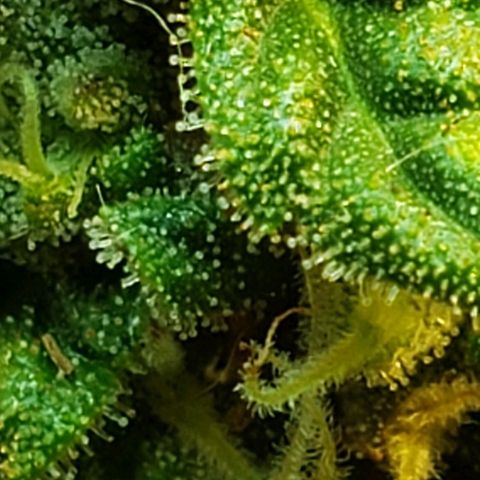 Moby-D XXL Auto growlog timeline photo