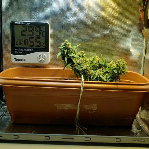 Moby-D XXL Auto growlog timeline photo