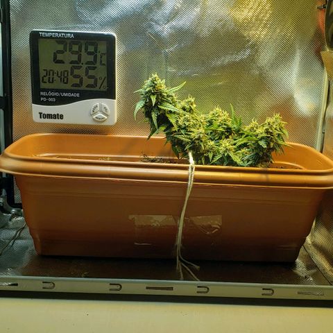 Moby-D XXL Auto growlog timeline photo