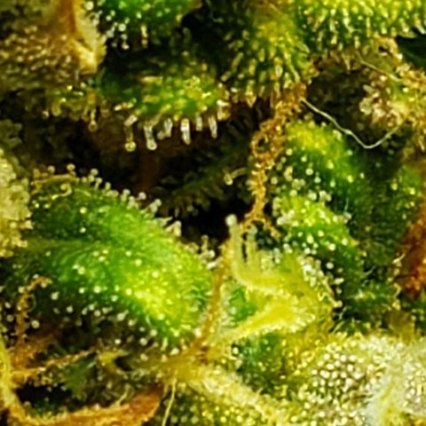 Moby-D XXL Auto growlog timeline photo