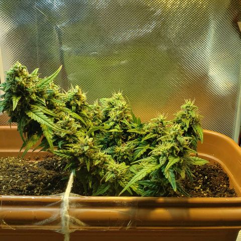 Moby-D XXL Auto growlog timeline photo